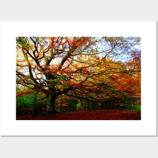 Fantastic right-curved beech tree with long branches and red leaves in Canfaito forest Posters and Art